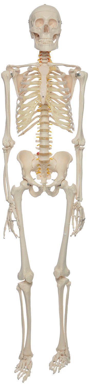 Gupta Opticals PVC Adult-Size 180 cm Human Skeleton Model (Light Cream) (B074G1LSF6) Amazon Price History, Amazon Price Tracker