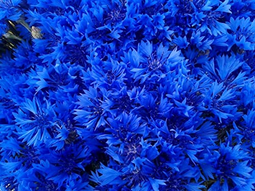 Blue Cornflower 300 Seeds for Planting Bachelor’s Buttons Boutonniere Flower Non-GMO