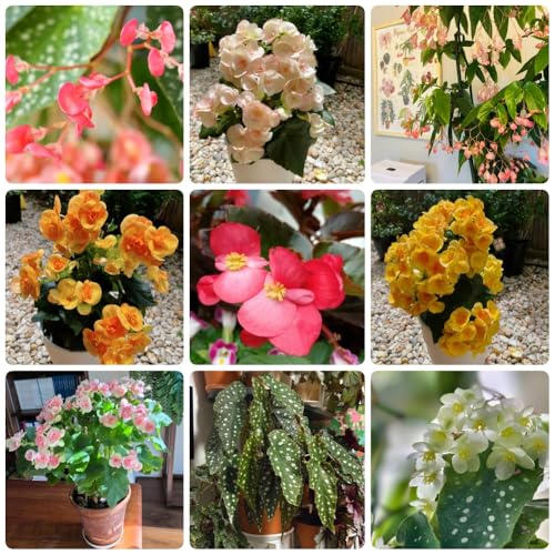 Semillas de Begonia, Begonia grandis, semillas de bonsái, plantas de jardín semillas de plantas de begonia, semillas de plantas semillas de flores, semillas orgánicas semillas de 100pcs