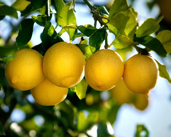 The Gifti Gandharaj Lemon Live Plant [Also Called the Kaffir Lime, Makrut or Mauritius Papeda] for Home Garden (B09YJ1QQSX) Amazon Price History, Amazon Price Tracker