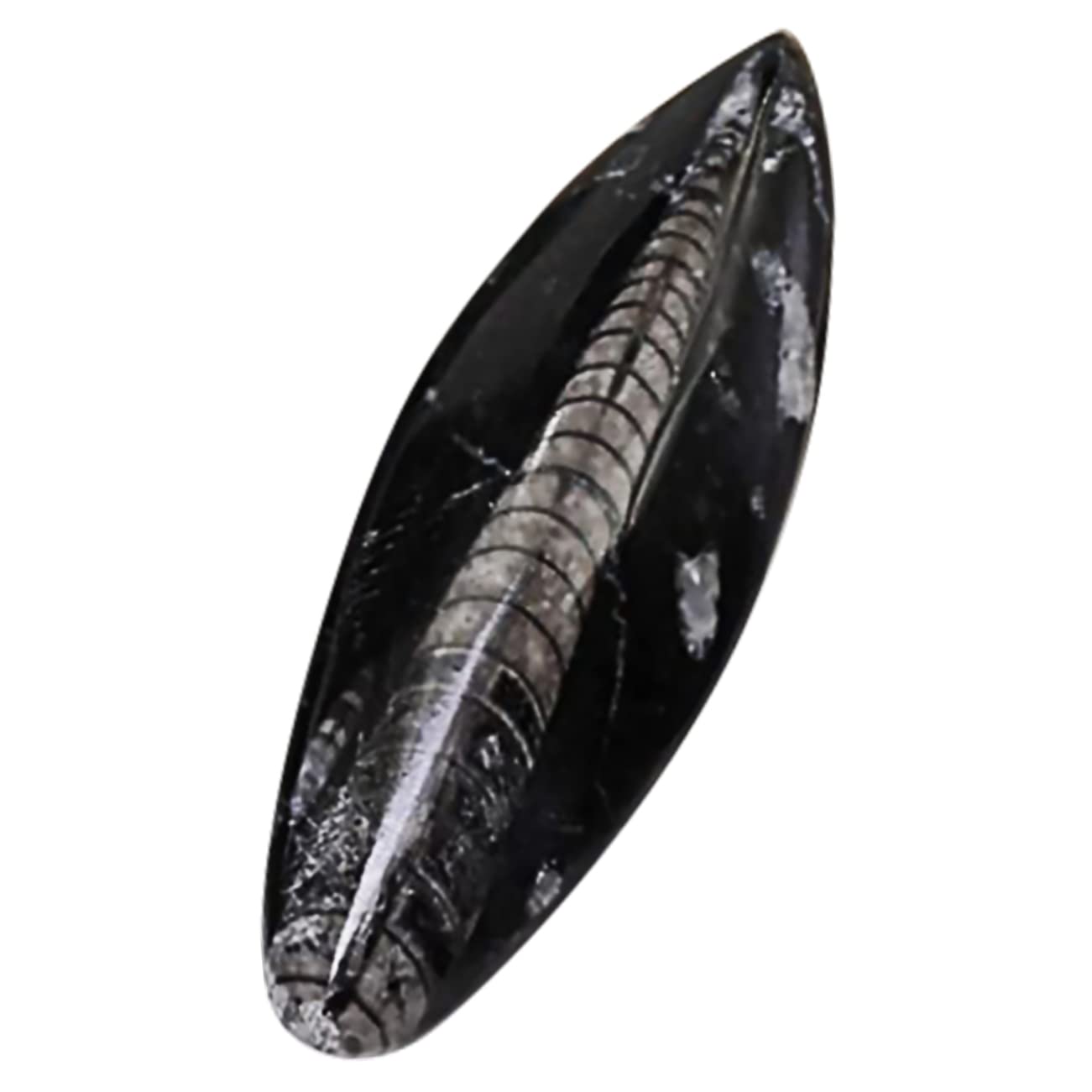 TOYANDONA Campione Fossile Orthoceras Paleo-oceano Naturale per Educazione Scientifica e Decorazione da Scrivania, Materiale Didattico per Paleontologia e Giocattolo Educativo per Ragazzo