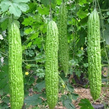 AWADH- Hybrid Karela Seeds Bittergourd Karela Seeds (Pack of 30 Seeds) Organic Karela Seed, Karela Beej, Pavakkai Seed, Kaippakka Seed,Kakara Kayi Seed,Haggala Kai Seed ????? ??? (B09YHPV8TP) Amazon Price History, Amazon Price Tracker