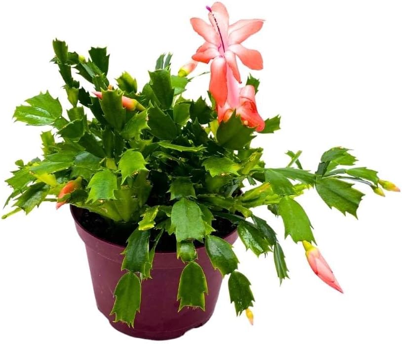 BubbleBlooms Christmas Cactus, 6 inch Holiday Cactus Thanksgiving Cactus, Crab Cactus, Easter Cactus, Seasonal Flowering