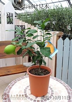 Amazon.co.jp: トゲなし レモン (《実付き》レモンの木 トゲなし