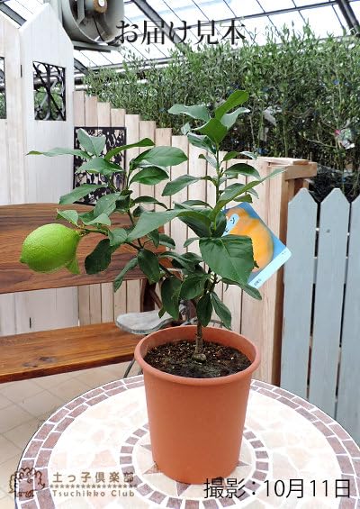 レモンの木様 リクエスト 6点 まとめ商品 レモンの木様 リクエスト 6点 まとめ商品 レモンの木様