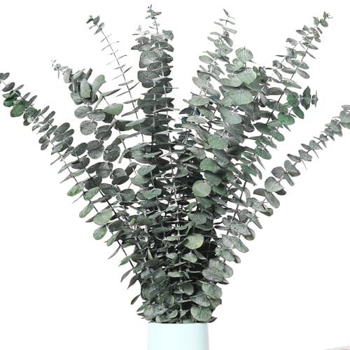 Noaxylic 12 Pcs Eucalipto Secado Naturales Flores Secas 45cm, Ramas Eucalipto Artificial, Unidades de Seco Natural, Decoracion Follaje Artificial, para Bodas, Fiestas, Hogar, Arreglos Florales