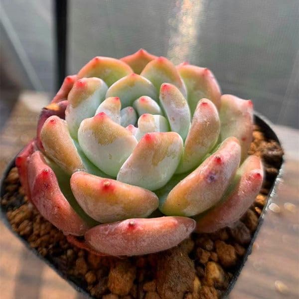 Amazon.co.jp: 農園直売 多肉植物 寄せ植え エケベリア属 オレンジ