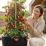 Fraisier Grimpant - Arbre à Fraise (Lot de 5 plants Fraisier Rouge avec sa tourbe)...