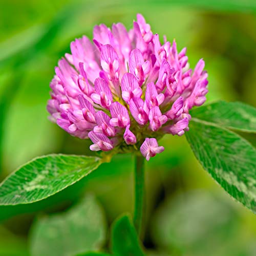 Outsidepride Red Clover Legume Seed For Pasture, Hay, & Soil Improvement - 1/4 Lbs #TOP2