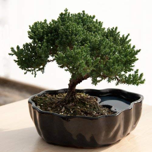 New 50 Juniper Bonsai Tree Seeds Generic