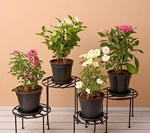 Mphmi Live Plant Nursery NCR Plantslive Flowering plants with metal stand for sunny location (B0C2KJXRJ8) Amazon Price History, Amazon Price Tracker