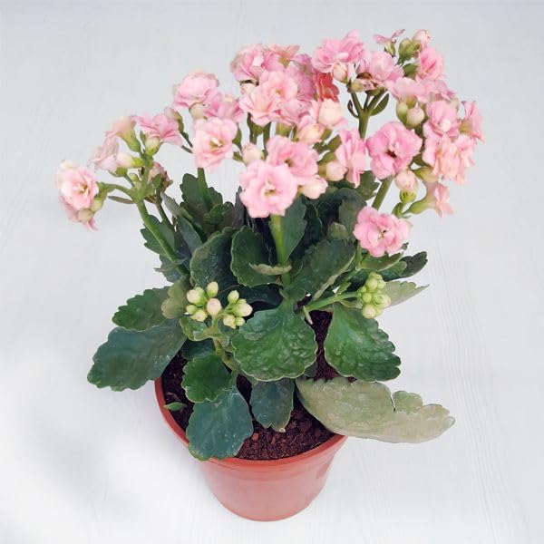 See full amazon price history chart for Guruji Plantation Kalanchoe Double Live Flower Plant with Beautiful Black Pot, You will Get Same Color as Shown in the Picture.(Pack of 1) (Pink) Guruji Plantation Kalanchoe Double Live Flower Plant with Beautiful Black Pot, You will Get Same Color as Shown in the Picture.(Pack of 1) (Pink) (B0CS9WYDPN) Amazon Price History, Amazon Price Tracker