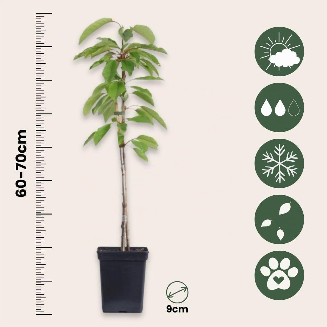 Plant in a Box - Pommiers - lot de 3 types - Malus 'Braeburn', 'Golden Delicious', 'Malus Gala' - arbres fruitiers - Pot 9cm - hauteur 60-70cm