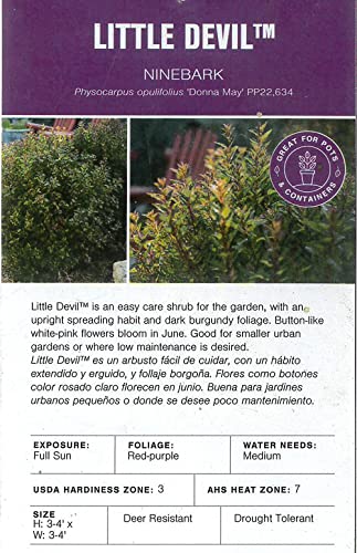 2G Fe Ninebark Little Devil #TOP5