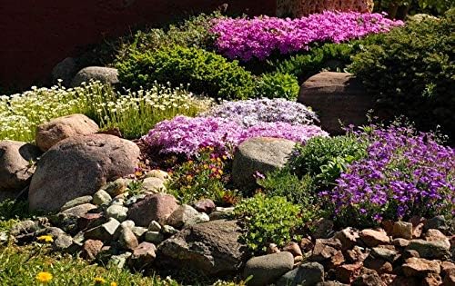 Miniatura 4 de RAISE ME UP Seeds Rock Berro Rainbow Mix Lilacbush Flores perennes