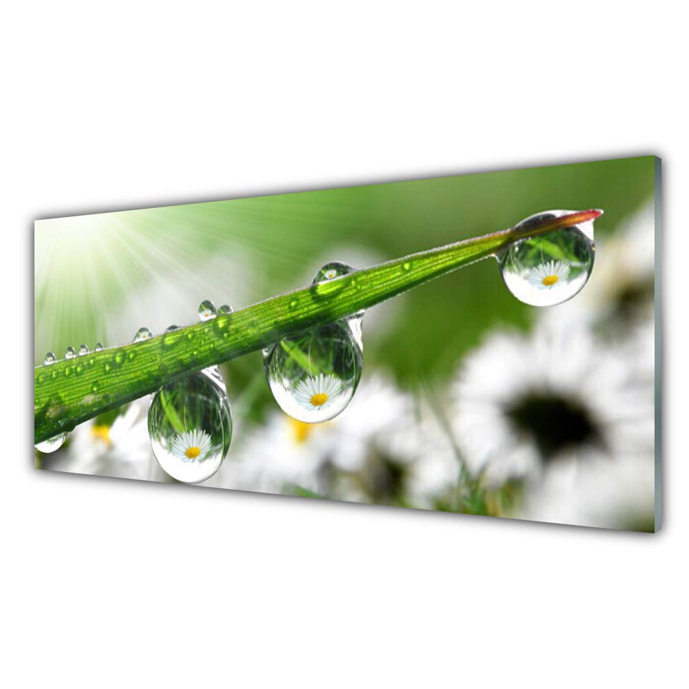 Impression sur verre acrylique 125x50cm Tulup tableau herbe rosée nature