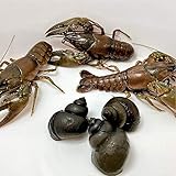 Toledo Goldfish Live Crayfish and Trapdoor Snail Combo for Ponds or Aquariums – USA Born and...