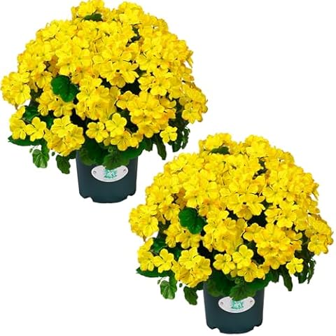QIANYUN Artificial Geraniums Topiary - 21” Silk Flowers Pre-Assembled Bouquet Potted Bushes for Autumn Decor Front Doors hallways Yards Gardens and Outdoor (Yellow) Cover