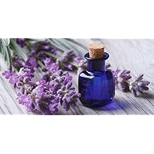 Seeds English Lavender Lavandula Non GMO Heirloom