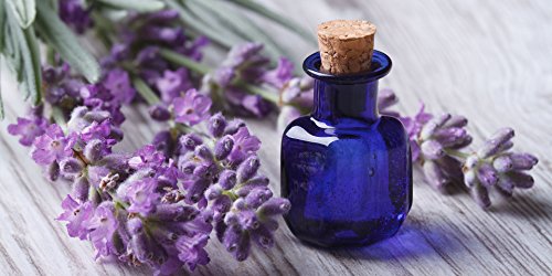 Seeds English Lavender Medicinal Lavandula Heirloom Herbs For Planting Non Gmo #TOP1