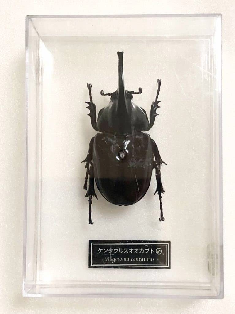 Amazon.co.jp: デアゴスティーニDeAGOSTINI世界の昆虫フィギュア