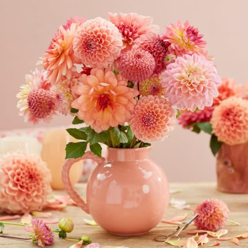 Dahlia 'Peaches and Apricots Bouquet Mix' - 14 x Tubers - Vibrant Mix of Raspberry, Peach & Lemon Colours - Thompson & Morgan