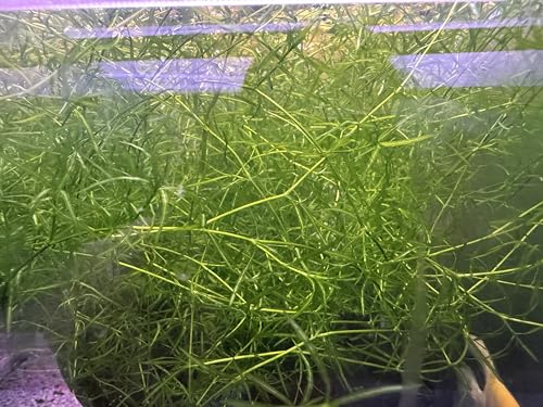 Guppy Grass (+Free Bonus) Live Freshwater Aquarium Plant,(Najas Guadalupensis) 8 OZ Cup – Easy Beginner Plant, Fast-Growing Shelter for Fish & Fry by AzonAqua