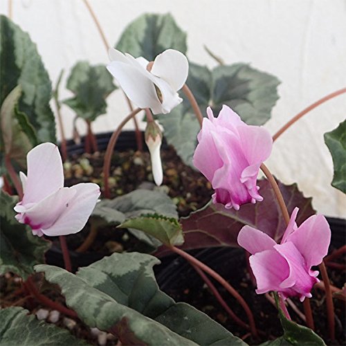 原種系シクラメン：ヘデリフォリウム花色ミックス3-3.5号ポット 3株セット[庭植え可能・秋咲きタイプ]のサムネイル