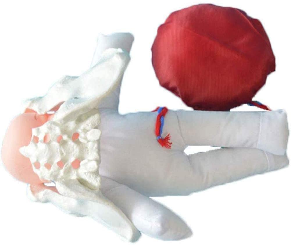 ERNZI Simulazione di Parto Umano, Bacino Femminile E Bambino, Modello di Addestramento del Modello di Parto Dell'ostetrica, Feto/cordone Ombelicale/Placenta
