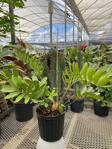 Cardboard Palm Tree - Unique Zamia Furfuracea Cycad, Exotic Tropical Live Plant, Low Maintenance Houseplant, Ideal for Indoor & Garden Spaces (5gal Pot, 3-4ft) Cardboard Palm Tree - Unique Zamia Furfuracea Cycad, Exotic Tropical Live Plant, Low Maintenance Houseplant, Ideal for Indoor & Garden Spaces (5gal Pot, 3-4ft)