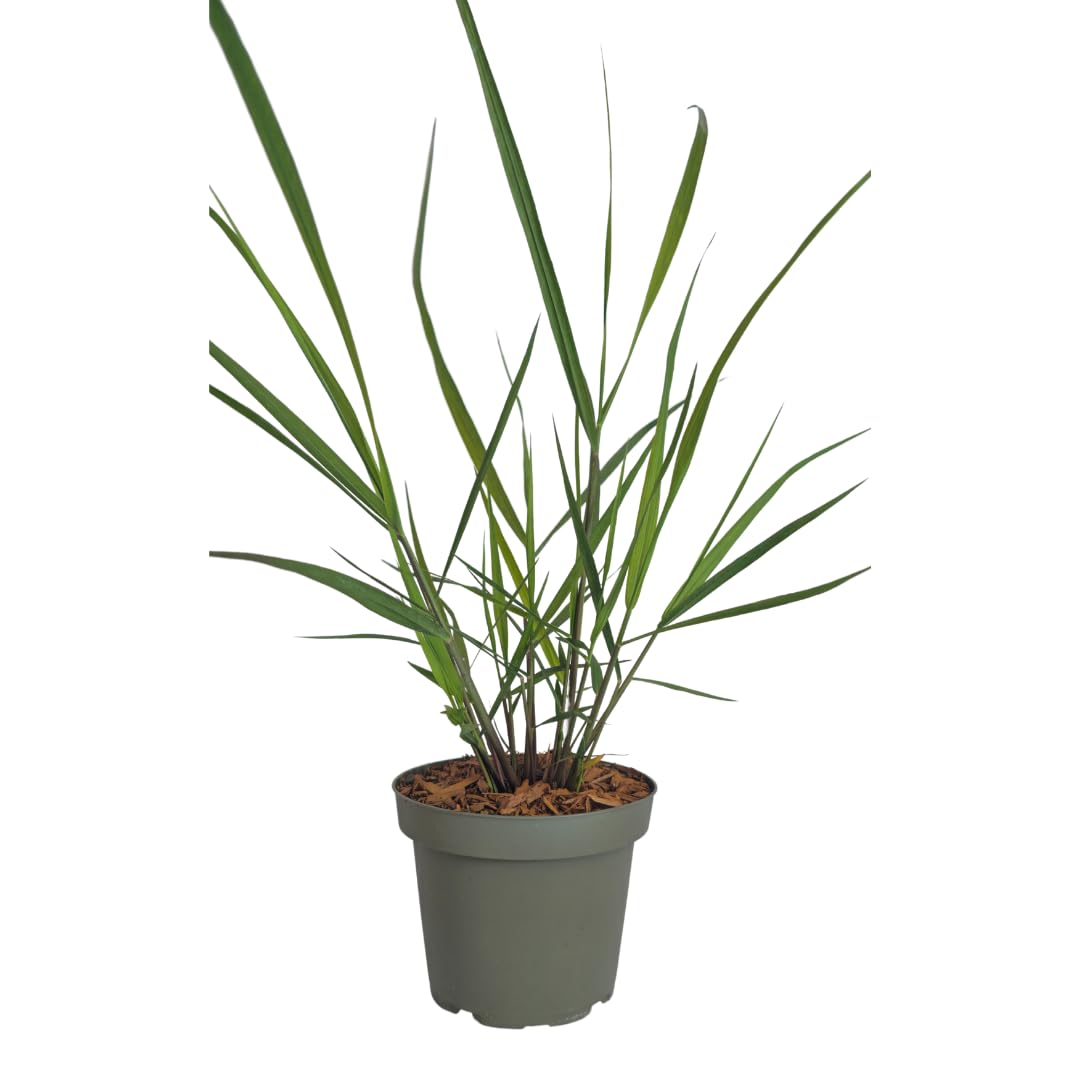 Panicum virgatum - 3 x proso na wędkę, trawa ozdobna, mrozoodporna trawa ozdobna 12 cm, łatwa w pielęgnacji trawa ogrodowa z czerwonym zabarwieniem jesiennym 3