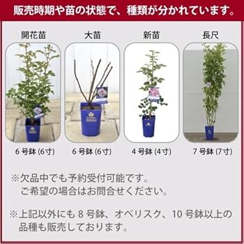 Amazon.co.jp: コフレ長尺7号大苗 鉢植え バラ 薔薇 河本バラ園 大苗 7