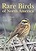 Rare Birds of North America