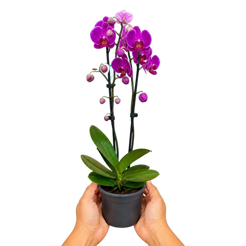 DECOALIVE Planta Viva Phalaenopsis 2 Troncos Orquídea de Flor | Flor Decorativa Elegante | Maceta 12 cm | Altura 55-65 cm