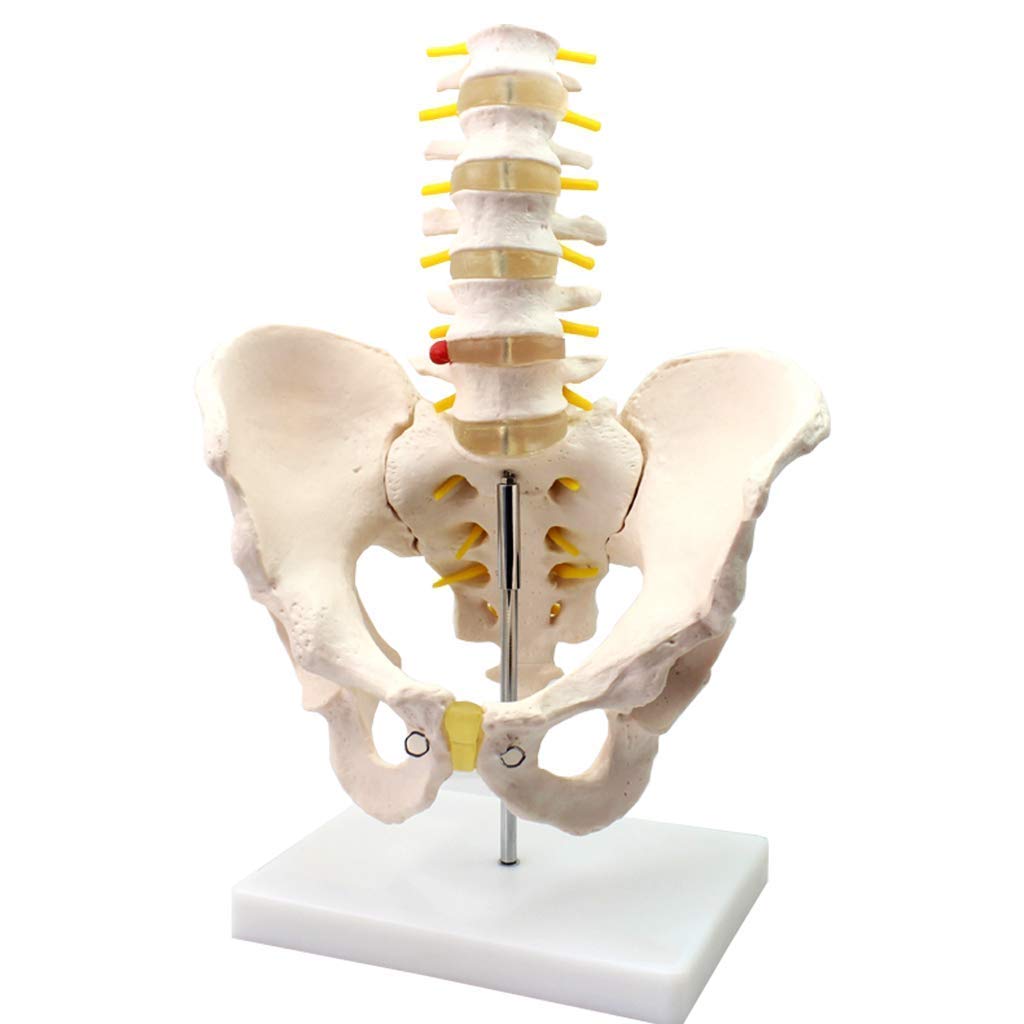 Model dydaktyczny, anatomiczny model miednicy-męska miednica z pięcioma modelami kręgów lędźwiowych-materiał PVC anatomia człowieka naukowy anatomiczny model człowieka-do nauczania materiałów medyczny
