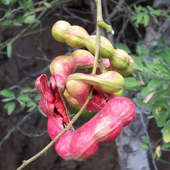 Mphmi Perennial NCR Live Plants Pithecellobium Dulce, Jungle Jalebi - Plant (B0CFHV6F3P) Amazon Price History, Amazon Price Tracker