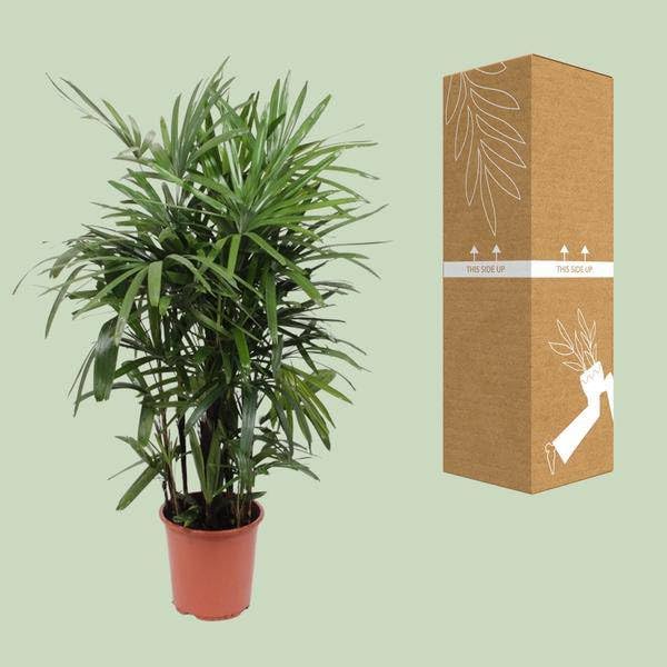 Rhapis excelsa palma kijowa – Lady Palm – Ø 27 cm – wysokość ok. 120 cm – łatwa w pielęgnacji palma pokojowa – oczyszczająca powietrze tropikalna roślina do wnętrz