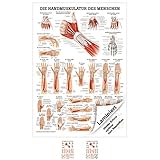 Rüdiger Handmuskulatur Poster Anatomie 70x50 cm medizinische Lehrmittel