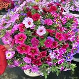 500 piezas Semillas de calibrachoa Plantas resistentes para el jardín. plantas colgantes resistentes perennes maceta oficina plantas balcón flores semillas de bonsái plantas de jardín