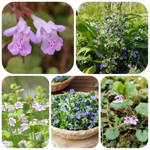 semillas de hiedra terrestre orgánicas silvestres del balcón Glechoma hederacea orgánicas, raras, decoración sala de estar cubierta 200pcs