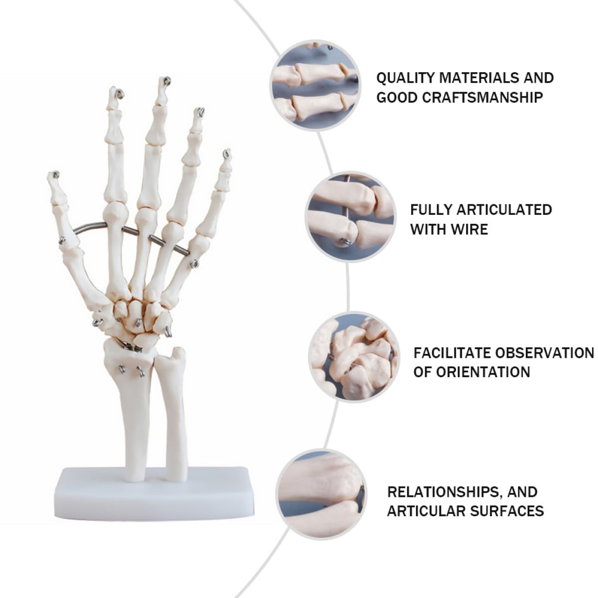 PRETYZOOM 2 Pezzi Modello Scheletro Della Mano con Articolati Strumento Didattico per Ospedali e Scuole per Laboratori Scientifici e Insegnamento Della Anatomia