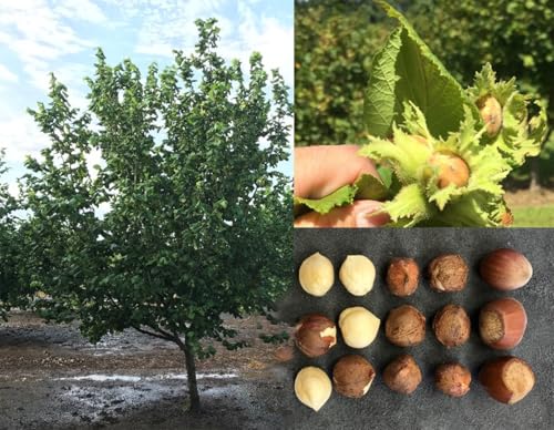 Hazelnut Tree - Produces Nuts - Live Plant Shipped 3 Feet Tall by DAS Farms