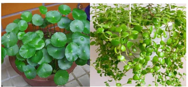 Karalakam 2 hanging plants combo - Tangled heart and Water Pennywort (10 strings/2 saplings each) (B0B286RQ3B) Amazon Price History, Amazon Price Tracker