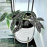 Begonia Live Plant Outdoor, Can Grow As Weeping Begonia, Fast-Growing, Easy-Care Flowering Plant for Gardens Containers, 5-9” Tall, No Pot, Begonia Maculata Plants ((Angel Wing)