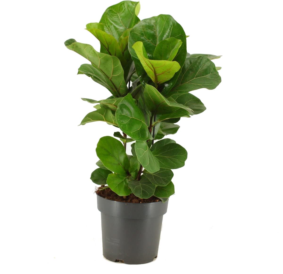 DECOALIVE Planta Natural Ficus Lyrata Higuera Hoja de Violín,8435712007979