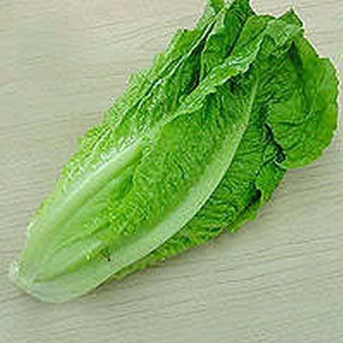 Sow No GMO Lettuce Romaine Parris Island Cos Non GMO Heirloom Leafy Green Garden Vegetable 50 Seeds