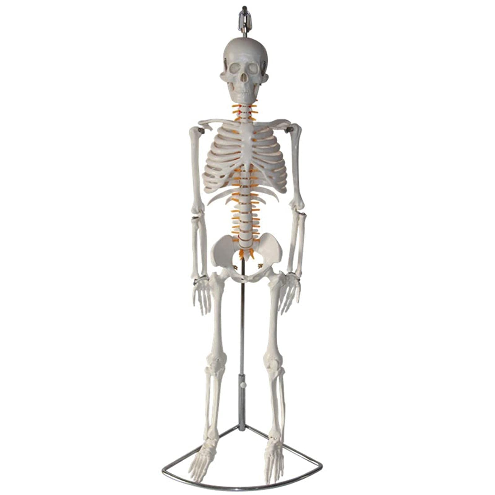 Buy FDABFU medical models 85Cm Mini Medical Anatomical Skeleton Model ...