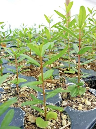 Wonderful Pomegranate TRE - Heavy Producer - Red Pomegranate Tree - Pomegranate Plant Tree Zone 8 to...