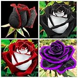 300+ Perennial Mixed Rose Flower Seeds for Planting Outdoor-Fragrant Non GMO Heirloom Garden Home Great...