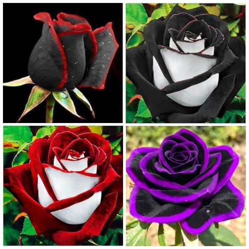 300+ Perennial Mixed Rose Flower Seeds for Planting Outdoor-Fragrant Non GMO Heirloom Garden Home Great Gardening Gifts